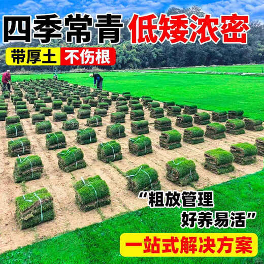 Turf soil real lawn with soil four-season green Manila turf villa courtyard greening grass Taiwan grass 0.5 square meters Bermuda buy 5 square meters and get 0.5 square meters