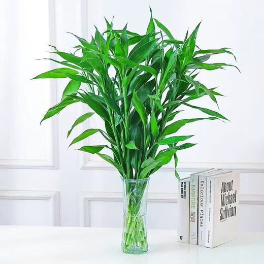 JIAHE Lucky Bamboo hydroponic plants in the living room to attract wealth Bamboo tall pothos green plants potted flowers indoor flowers new store promotion Lucky Bamboo 60-70cm 8-pack