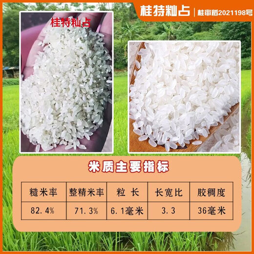 Gui Chao Рисовая рисовая лапша Специальный рис с датчиком температуры Тип Indica Обычный сорт риса Guite Indica Рисовые семена Круглый тип Guite Indica Рисовые семена 1 пакетик 2Jin Jin, равный 0,5 кг/мешок