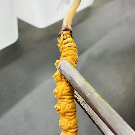 2025 Fresh Cordyceps Authentic First Phase Fresh Cordyceps 1.2g/root Authentic fresh grass free gift supplement 1.2g/root above frozen preservation 10 fresh cordyceps