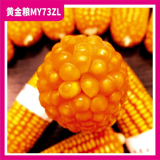 黄金粮MY73ZL【转基因版】抗虫抗草甘膦抗锈稳产玉米种子抗病种籽 【5273粒/袋】5袋装