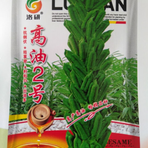 高油2号白芝麻种子稳产高油芝麻种子耐旱杂粮种子大田种植 200克/袋