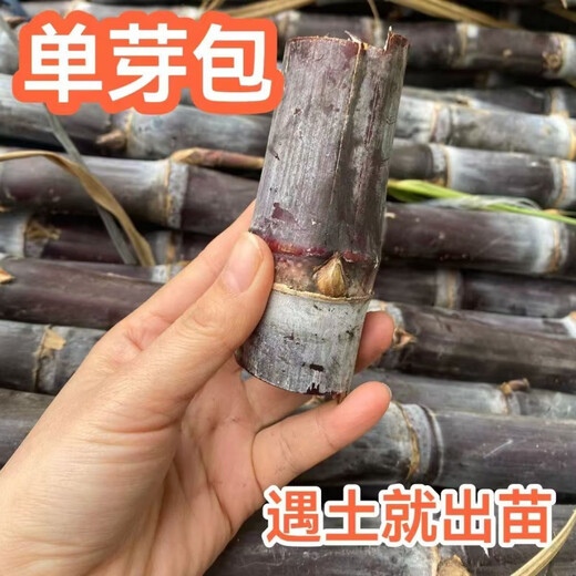 Guangxi authentic fruit black sugarcane seedlings thin skin fresh potted courtyard black sugarcane seed festival 6 sections