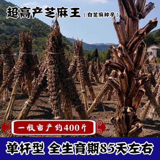 High-yield Sesame King Seeds White Sesame Seeds Sesame Seeds Strong-flavor Thin-skinned Organic Sesame Seeds One Whip Super High-Yield Sesame King Original 100g*4 Bags Dosage per Acre