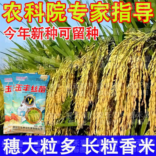 2025 newly approved strong-flavor silk seedlings rice seeds, ultra-high yield, lodging resistance, high temperature resistance, rice koji original, recommended by big users, Yufeng silk seedlings, safe planting/guaranteed after-sales, high-quality fragrant rice, ten Jin Jin is equal to 0.5 kg + seed dressing agent, affordable package, selected by big users
