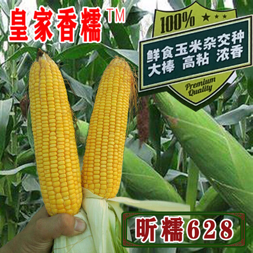 Yellow sticky corn seeds, golden sweet sticky glutinous big stick corn, waxy corn seeds, vegetable seeds, thin skin, sticky sweet, Xinnuo 628 original 200g/big stick, high viscosity and strong fragrance