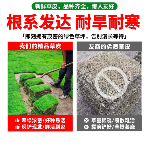 Turf soil real lawn with soil four-season green Manila turf villa courtyard greening grass Taiwan grass 0.5 square meters Bermuda buy 5 square meters and get 0.5 square meters