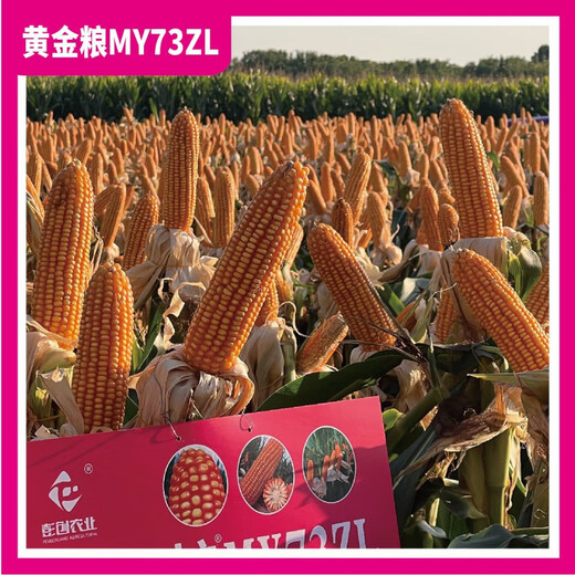 黄金粮MY73ZL【转基因版】抗虫抗草甘膦抗锈稳产玉米种子抗病种籽 【5273粒/袋】5袋装