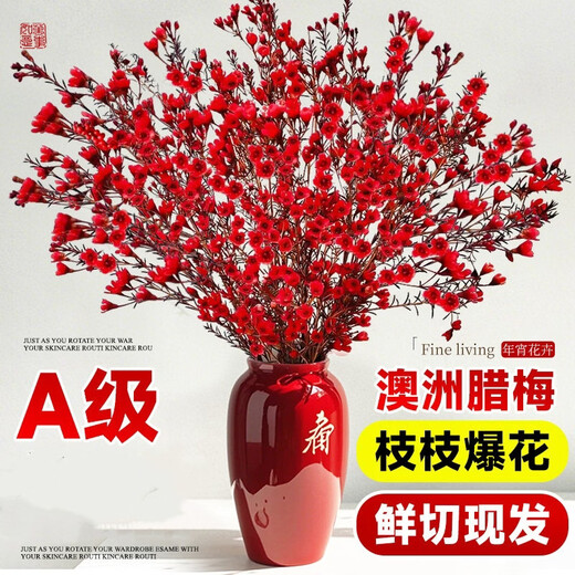 Ding diced Australian wintersweet flowers hydroponically grown fresh branches and dry branches indoor flower arrangement New Year's Eve flower plants New Year real flowers fresh cut wintersweet red series festive red 5A grade Australian wintersweet-60-80cm 8 branches