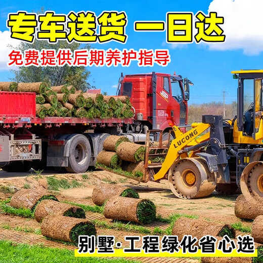 Turf soil real lawn with soil four-season green Manila turf villa courtyard greening grass Taiwan grass 0.5 square meters Bermuda buy 5 square meters and get 0.5 square meters