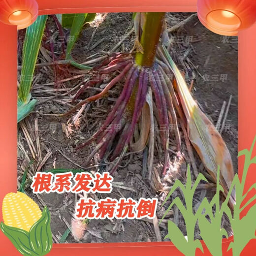 Jingyan Jade 1812 (Yellow Ton Grain) upgraded version resistant to ear rot, long burgundy shaft, large sticks, resistant to disease, lodging and high yield. 6 bags get 1 bag free