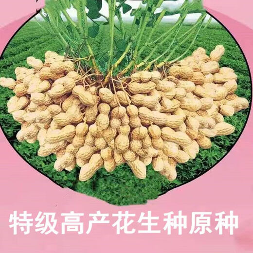 Оригинальные семена арахиса, новый сорт Академии сельскохозяйственных наук, тонкая скорлупа, очищенные вручную семена арахиса, крупнозернистые оригинальные семена, оригинальные семена Huayu № 25 в скорлупе, пробная посадка 5 семян.