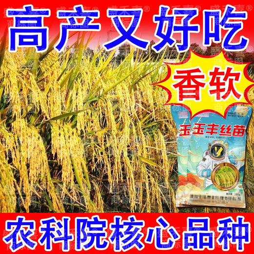 2025 newly approved strong-flavor silk seedlings rice seeds, ultra-high yield, lodging resistance, high temperature resistance, rice koji original, recommended by big users, Yufeng silk seedlings, safe planting/guaranteed after-sales, high-quality fragrant rice, ten Jin Jin is equal to 0.5 kg + seed dressing agent, affordable package, selected by big users