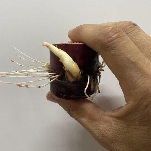 High-yielding middle section, authentic black-skinned sugarcane seedlings, thin-skinned sugarcane seedlings, purple-skinned and red-skinned sugarcane seeds can be planted in the north and south, black-skinned sugarcane section (30 buds preferred)