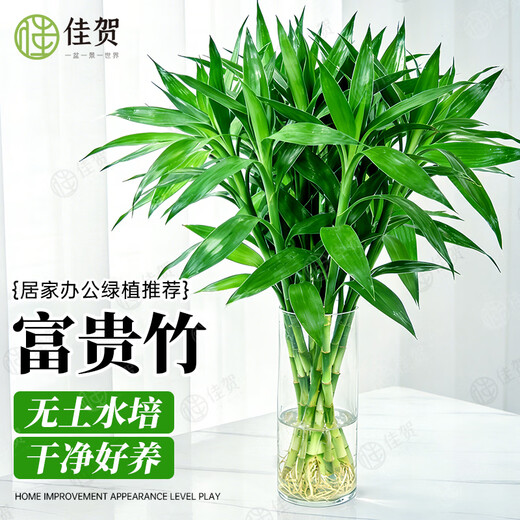 JIAHE Lucky Bamboo hydroponic plants in the living room to attract wealth Bamboo tall pothos green plants potted flowers indoor flowers new store promotion Lucky Bamboo 60-70cm 8-pack