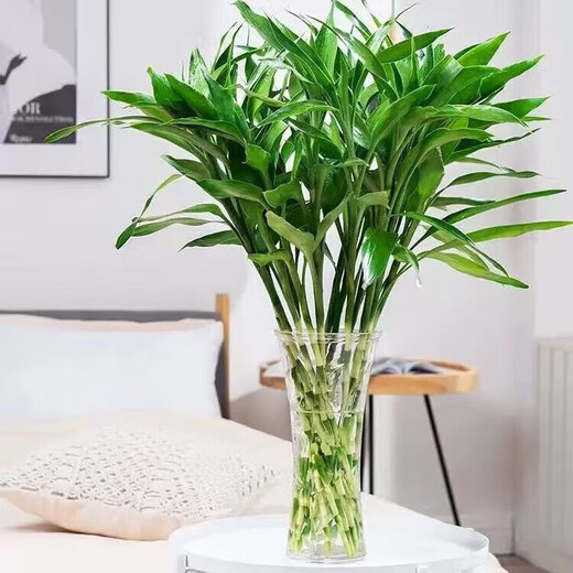 JIAHE Lucky Bamboo hydroponic plants in the living room to attract wealth Bamboo tall pothos green plants potted flowers indoor flowers new store promotion Lucky Bamboo 60-70cm 8-pack