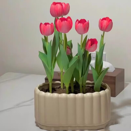 Imported Dutch hydroponic tulip bulbs, indoor and outdoor water-cultured flower plant pots, four-season cold-resistant five-degree balls, mixed color 5 balls (circumference 8-10cm) + nutrient solution