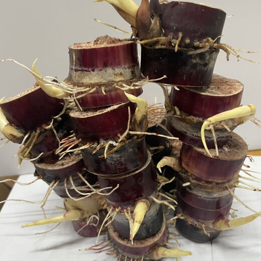 High-yielding middle section, authentic black-skinned sugarcane seedlings, thin-skinned sugarcane seedlings, purple-skinned and red-skinned sugarcane seeds can be planted in the north and south, black-skinned sugarcane section (30 buds preferred)