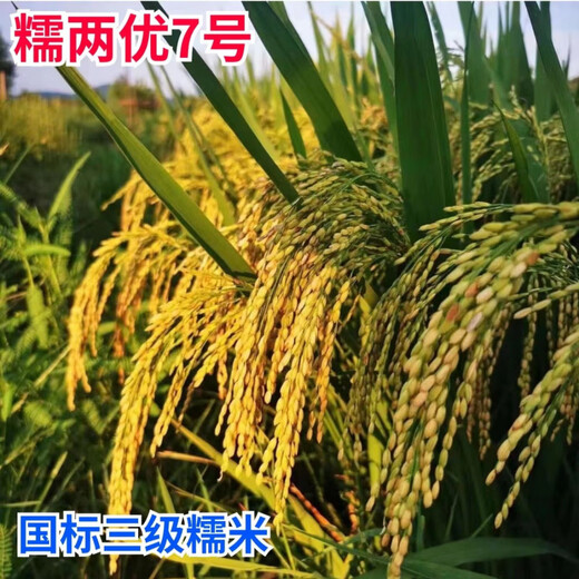 Long-grain glutinous rice seed Nuoliangyou No. 7 is suitable for mid-season rice cultivation in the middle and lower reaches of the Yangtze River. Nuoliangyou No. 7 500g/bag 500g/bag