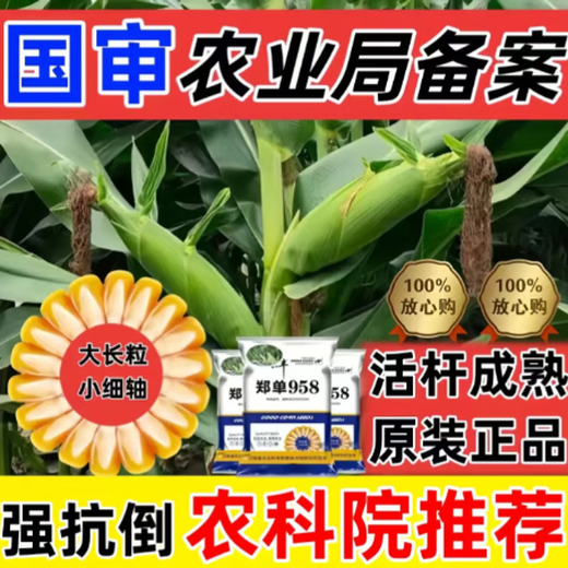 Zhengdan 958 National Approval High Yield Corn Seed Zhengdan 958 Daquan Big Stick White Shaft Resistant to Lodging and Drought Resistance Short Stem Bract National Approval Zhengdan 958 (High Yield + Stable Yield) Original 3 Jin Jin equal to 0.5 kg