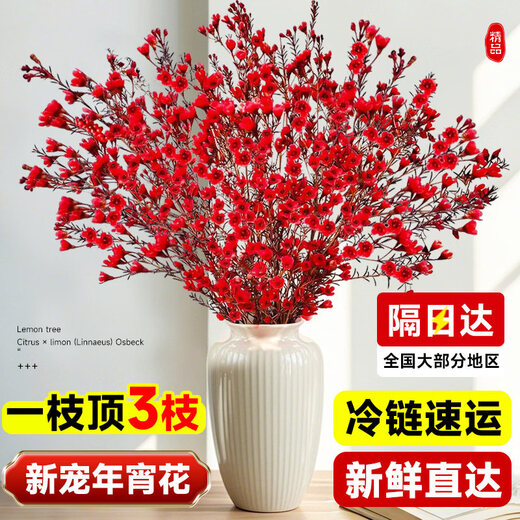 Ding diced Australian wintersweet flowers hydroponically grown fresh branches and dry branches indoor flower arrangement New Year's Eve flower plants New Year real flowers fresh cut wintersweet red series festive red 5A grade Australian wintersweet-60-80cm 8 branches