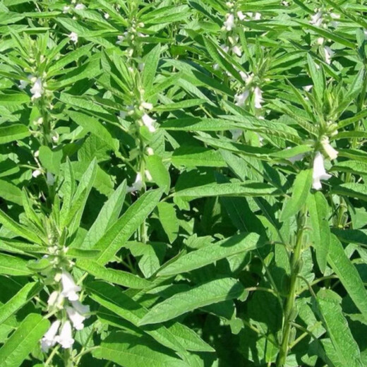 高油2号白芝麻种子稳产高油芝麻种子耐旱杂粮种子大田种植 200克/袋