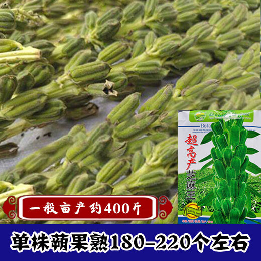 High-yield Sesame King Seeds White Sesame Seeds Sesame Seeds Strong-flavor Thin-skinned Organic Sesame Seeds One Whip Super High-Yield Sesame King Original 100g*4 Bags Dosage per Acre