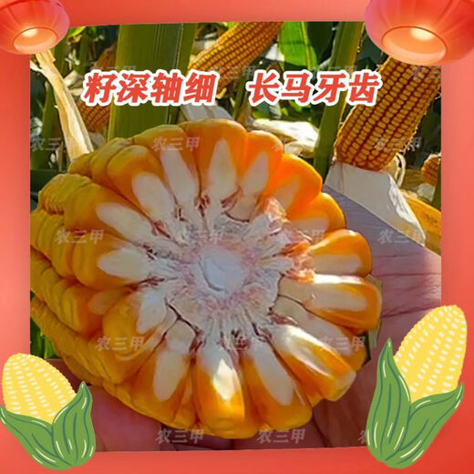 Jingyan Jade 1812 (Yellow Ton Grain) upgraded version resistant to ear rot, long burgundy shaft, large sticks, resistant to disease, lodging and high yield. 6 bags get 1 bag free