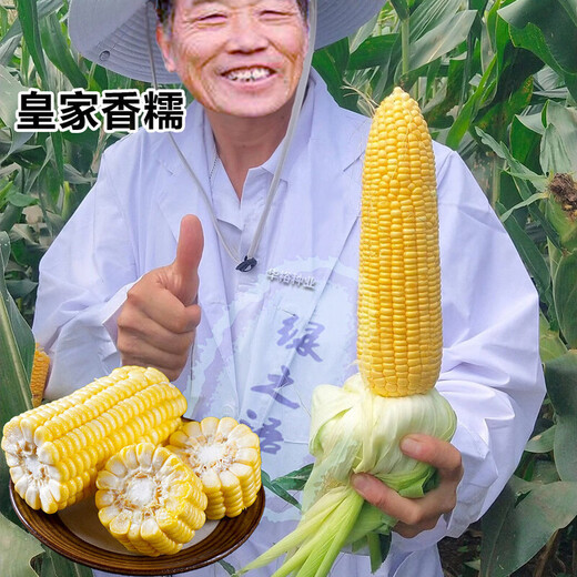 Yellow sticky corn seeds, golden sweet sticky glutinous big stick corn, waxy corn seeds, vegetable seeds, thin skin, sticky sweet, Xinnuo 628 original 200g/big stick, high viscosity and strong fragrance