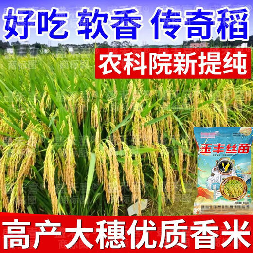 2025 newly approved strong-flavor silk seedlings rice seeds, ultra-high yield, lodging resistance, high temperature resistance, rice koji original, recommended by big users, Yufeng silk seedlings, safe planting/guaranteed after-sales, high-quality fragrant rice, ten Jin Jin is equal to 0.5 kg + seed dressing agent, affordable package, selected by big users