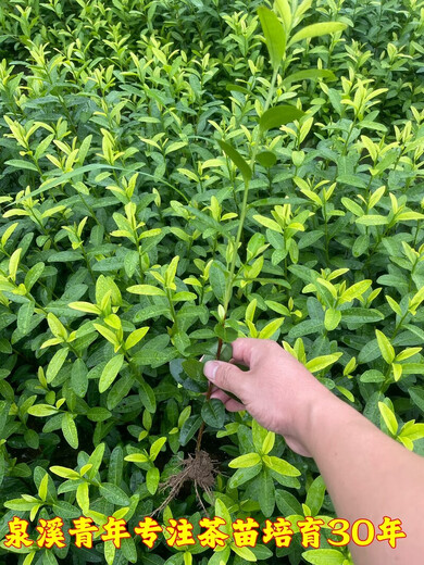 旺园兴龙井43茶苗乌牛早浙农117中茶108中黄越黄黄金芽安吉白茶绿茶叶树 中茶108茶苗100株