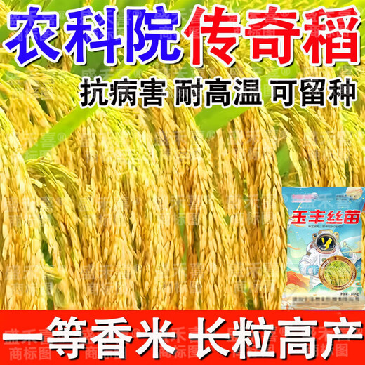 2025 newly approved strong-flavor silk seedlings rice seeds, ultra-high yield, lodging resistance, high temperature resistance, rice koji original, recommended by big users, Yufeng silk seedlings, safe planting/guaranteed after-sales, high-quality fragrant rice, ten Jin Jin is equal to 0.5 kg + seed dressing agent, affordable package, selected by big users