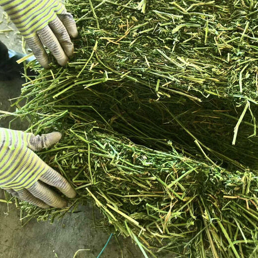 Alfalfa hay, fodder for cattle, sheep and horses, alfalfa fodder for alpacas, large zoo feed, alfalfa 10kg