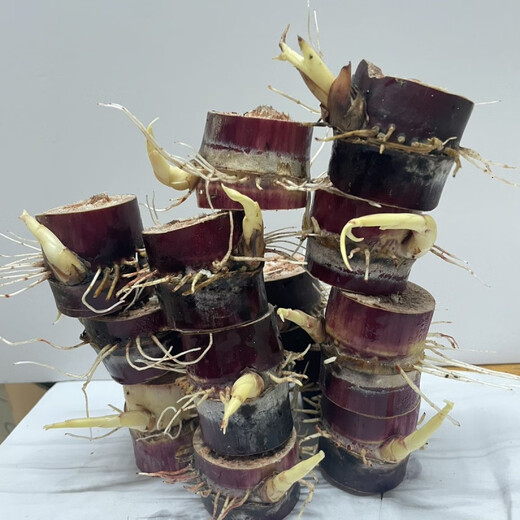 High-yielding middle section, authentic black-skinned sugarcane seedlings, thin-skinned sugarcane seedlings, purple-skinned and red-skinned sugarcane seeds can be planted in the north and south, black-skinned sugarcane section (30 buds preferred)