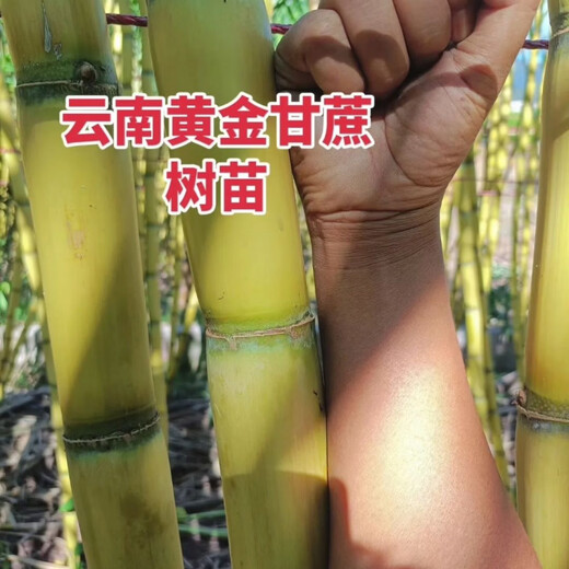 (Authentic) Yunnan golden sugarcane tail heads, crispy yellow-skinned sugarcane cold-resistant seedlings, thin-skinned, planted in the north and south Yunnan golden sugarcane seed heads (varietal Guangdong Cui) 10 pieces each with 3-5 buds
