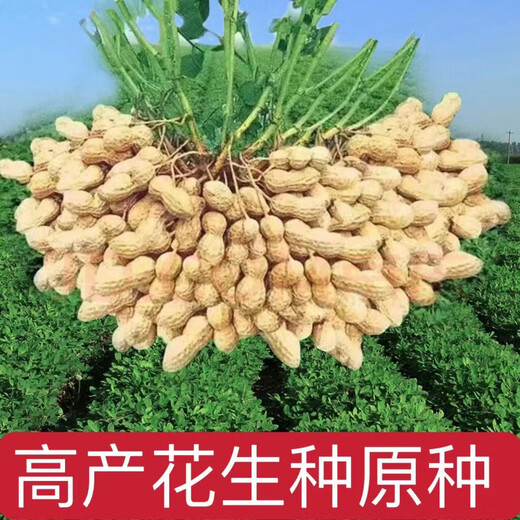 Оригинальные семена арахиса, новый сорт Академии сельскохозяйственных наук, тонкая скорлупа, очищенные вручную семена арахиса, крупнозернистые оригинальные семена, оригинальные семена Huayu № 25 в скорлупе, пробная посадка 5 семян.
