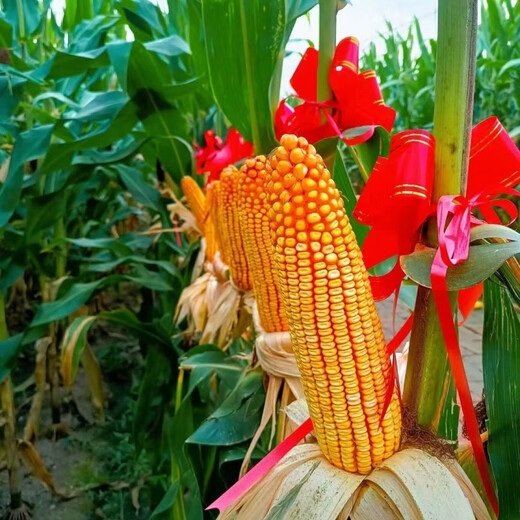 Wk1505 test weight short stem 805 drought resistance, high yield resistance, lodging resistance, large corn seeds WK1505 5500 grains