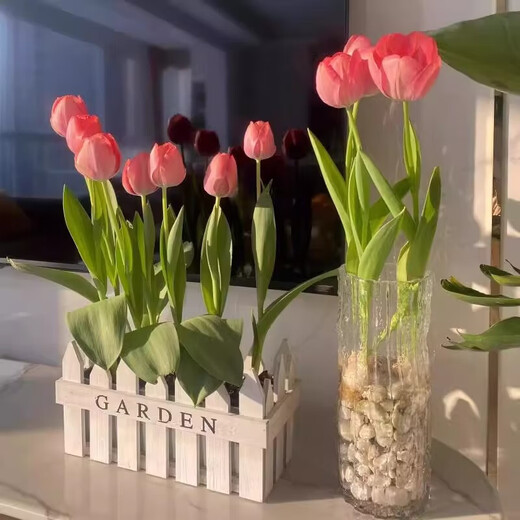 Imported Dutch hydroponic tulip bulbs, indoor and outdoor water-cultured flower plant pots, four-season cold-resistant five-degree balls, mixed color 5 balls (circumference 8-10cm) + nutrient solution