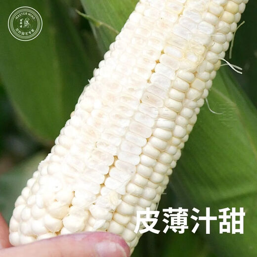 雪甜7401甜玉米种子爆汁珍珠牛奶玉米冰糖水果玉米春秋播玉米种孑 金苗雪甜7401玉米 40g原装*2袋