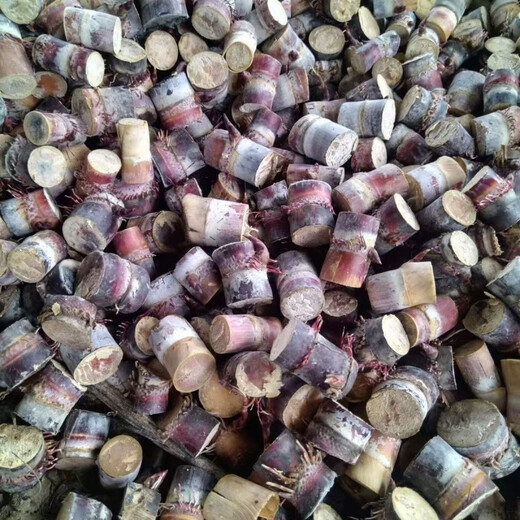 Guangxi authentic fruit black sugarcane seedlings thin skin fresh potted courtyard black sugarcane seed festival 6 sections