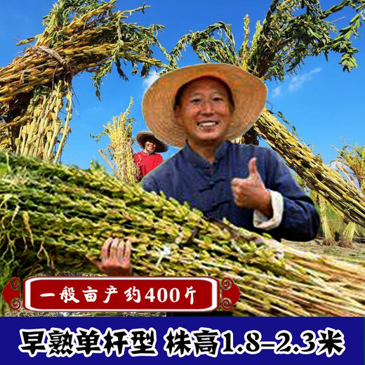 High-yield Sesame King Seeds White Sesame Seeds Sesame Seeds Strong-flavor Thin-skinned Organic Sesame Seeds One Whip Super High-Yield Sesame King Original 100g*4 Bags Dosage per Acre
