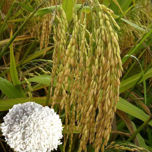 Long-grain glutinous rice seed Nuoliangyou No. 7 is suitable for mid-season rice cultivation in the middle and lower reaches of the Yangtze River. Nuoliangyou No. 7 500g/bag 500g/bag