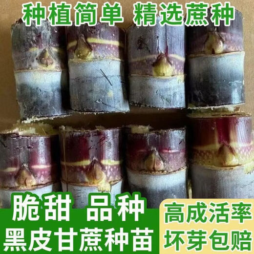 Guangxi authentic fruit black sugarcane seedlings thin skin fresh potted courtyard black sugarcane seed festival 6 sections