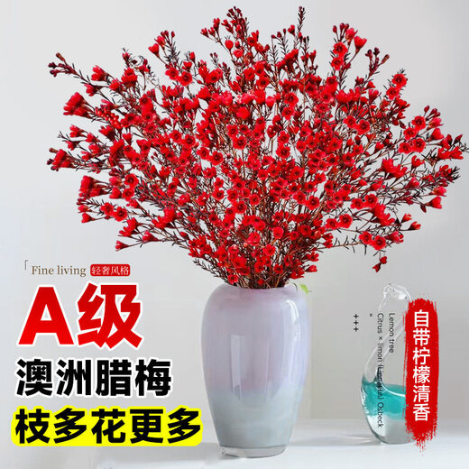 Ding diced Australian wintersweet flowers hydroponically grown fresh branches and dry branches indoor flower arrangement New Year's Eve flower plants New Year real flowers fresh cut wintersweet red series festive red 5A grade Australian wintersweet-60-80cm 8 branches