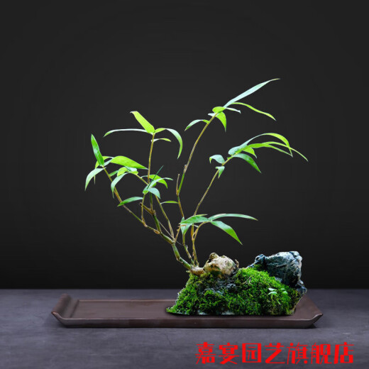LZJV苔藓吸水石盆器盆景盆长方形菖蒲假山上水石水培紫砂陶瓷底盘盆 盆景盆2677 陶瓷_大