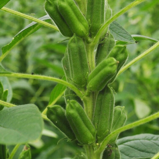 高油2号白芝麻种子稳产高油芝麻种子耐旱杂粮种子大田种植 200克/袋