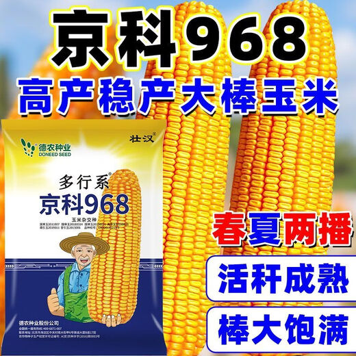 Zhuanghan National Approval Upgraded Corn Seed Big Stick High Yield Resistance to Lodging, Drought and Disease Resistance High Germination Rate Grain Pressing Scale Academy of Agricultural Sciences Baogu National Approval Damaya 3950 grains High Yield Grain Pressing Scale