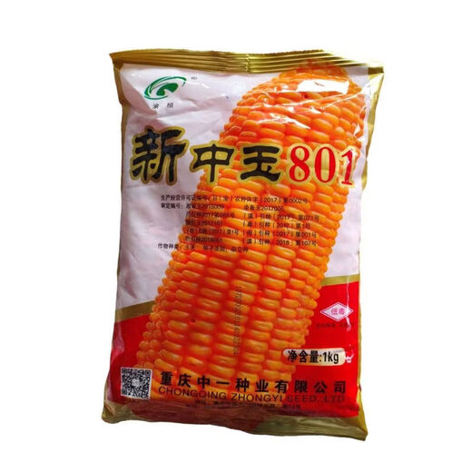 细辛新中玉801玉米种子 矮杆稳产大穗玉米种子饲料玉米种 新中玉801原装一公斤