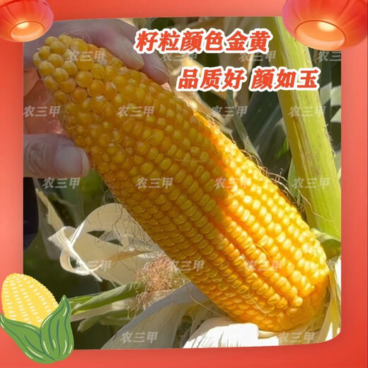 Jingyan Jade 1812 (Yellow Ton Grain) upgraded version resistant to ear rot, long burgundy shaft, large sticks, resistant to disease, lodging and high yield. 6 bags get 1 bag free