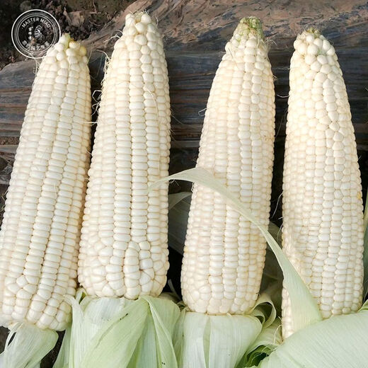 雪甜7401甜玉米种子爆汁珍珠牛奶玉米冰糖水果玉米春秋播玉米种孑 金苗雪甜7401玉米 40g原装*2袋